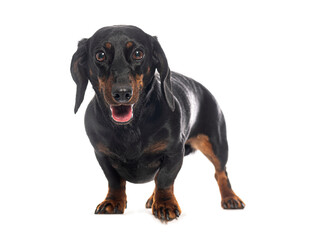Cute dachshund standing and panting on white background
