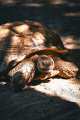 turtle on the sand