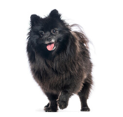 German spitz klein walking and panting on white background
