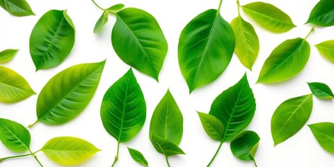 Fototapeta premium Vibrant green leaves arranged in a flat lay on a pristine white background, green leaves background, stockphoto