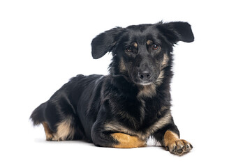 Fototapeta premium Crossbreed dog lying down and looking at camera on white background