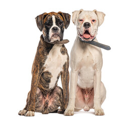 Two boxer dogs sitting and looking forward on white background