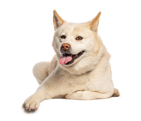 Happy shiba inu relaxing on white background