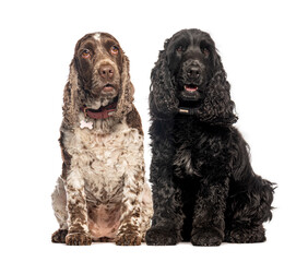 Two english cocker spaniels sitting and looking away on white background