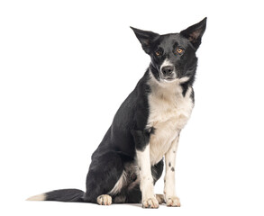 Fototapeta premium Alert border collie sitting on white background