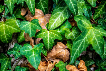 Efeu im Herbst