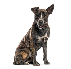 Brindle dog sitting against white background