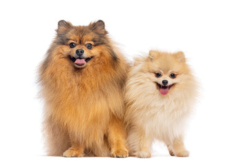 Obraz premium Two adorable fluffy pomeranian dogs sitting together