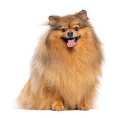 German spitz mittel sitting and panting on white background