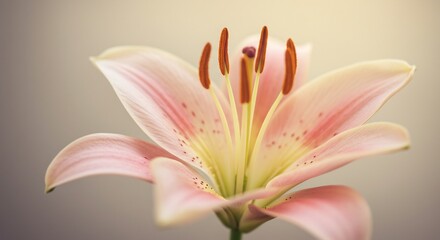 Fototapeta premium 優美なピンク百合 柔らかな光で輝く花びら 繊細な描写. AI Generated