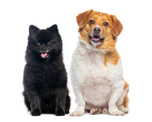 Adorable black and brown dogs sitting together