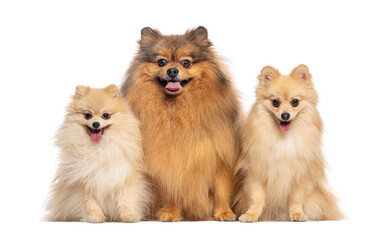 Obraz premium Three adorable pomeranian dogs sitting together