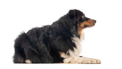 Australian shepherd dog lying down and looking away on white background