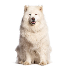 Fluffy white dog sitting against white background