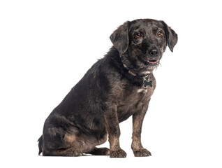 Cute black dog sitting calmly, looking attentive
