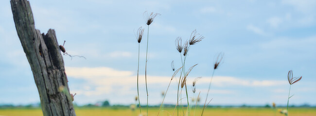 Wildflower, meadow flowers. Autumn landscape blurry nature background.