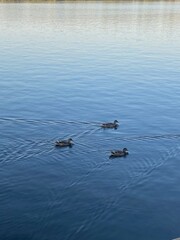 ducks in the lake