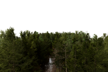 Dense forest canopy, path through trees, aerial view