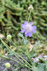 エゾマツムシソウ　Scabiosa jezoensis