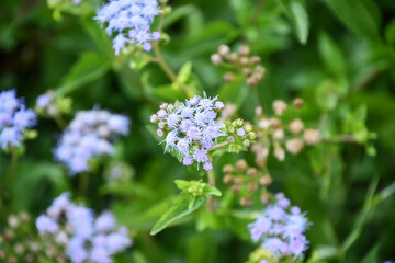 セイヨウフジバカマ　Mist flower
