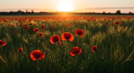 Obraz premium Golden Sunrise Over a Sea of Poppies