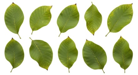Naklejka premium Collection of green leaves with visible veins and natural textures, isolated on a clean white background. Perfect for botanical themes.
