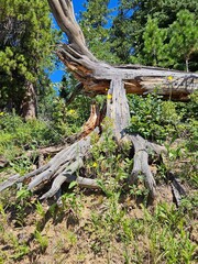 Uniquely shaped weathered dead tree trunk standing upright with green plants surrounding it outdoors in nature in the summer time.