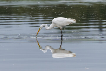 Great egret fishing