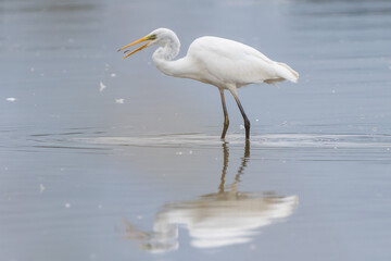 Great egret fishing