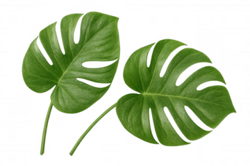 Lush monstera deliciosa leaf with distinctive perforations displaying vivid green color against transparent background, ideal for graphic design