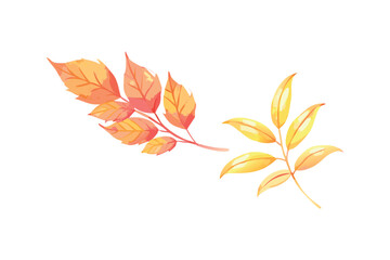Autumn leaves on transparent background