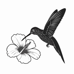 Obraz premium Black and white Hummingbird Feeding On Hibiscus Flower image vector isolated on white background.