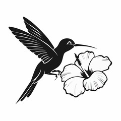 Black and white Hummingbird Feeding On Hibiscus Flower image vector isolated on white background.