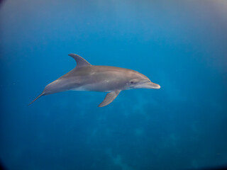 Fototapeta premium A wild dolphin swims near the surface of a calm tropical ocean in natural light