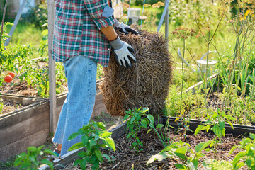 Female gardener with a bundle of hay for mulching raised wooden beds