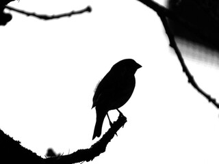 Silhouette of a small bird sitting on a branch of a tree