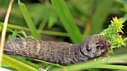 Raupe des Kleinen Weinschwärmers (Deilephila porcellus)