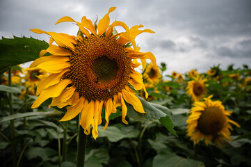 Close-up of a vibrant sunflower blooming in a wide field under dramatic storm clouds in France, highlighting natural beauty, contrast, and agricultural scenery.