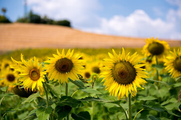 Sunflowers Flourish in a Piedmontese Field, Italy