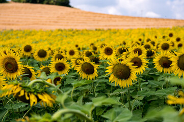 Sunflowers Flourish on a Piedmont Hillside, Italy