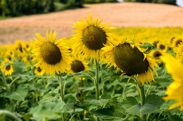 Sunflowers Bloom in a Field Near Moncalvo, Italy