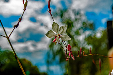 Ganz nah dran an einer Blüte