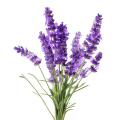 Obraz premium Lavender stem long, isolated on white and transparent background