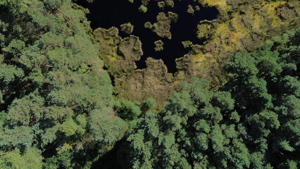 Aerial shot of Delamere Forest woodland, Cheshire, highlighting greenery and peaceful scenery.