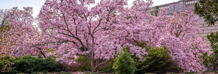 Panorama of a Magnolia Tree in a garden at Washington DC