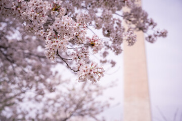Cherry Blossoms near Washington Monument in Washington DC