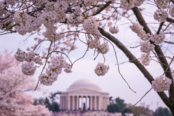 Cherry blossoms in Washington DC