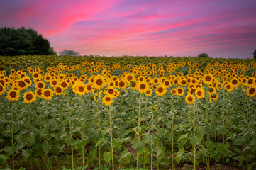 Colorful sky over a field of sunflowers 
