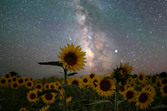 Sunflower with stars and the Milky Way Galaxy 