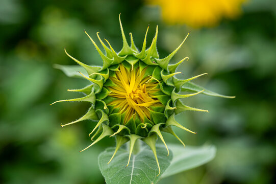 Young Sunflower bud